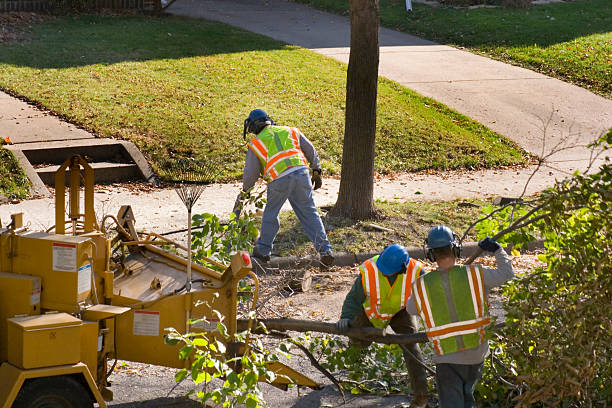 How Our Tree Care Process Works  in Manteno, IL